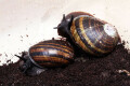 Helicophanta magnifica Madagascar adult